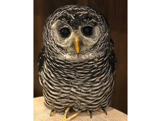 2019/12/12 東京都 栃本様