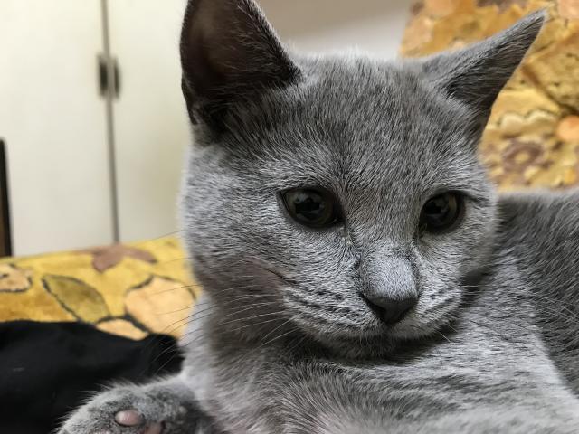 dispPetName($row['pet_name'])