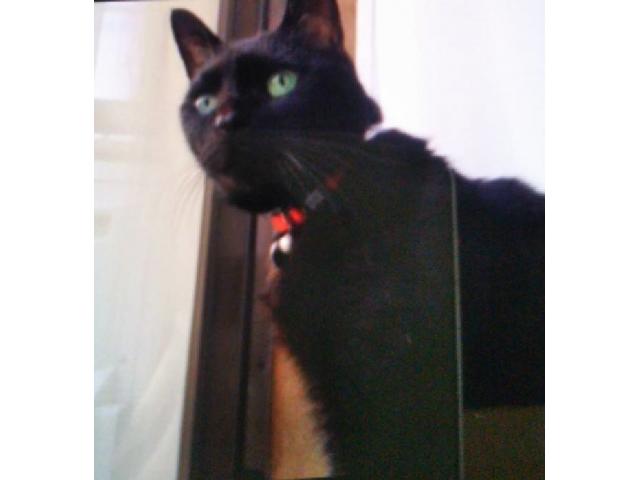 dispPetName($row['pet_name'])