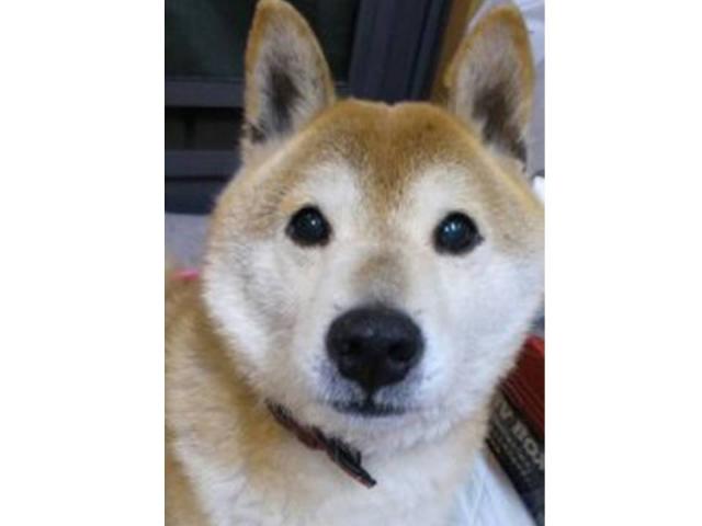 dispPetName($row['pet_name'])
