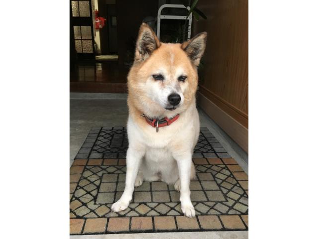dispPetName($row['pet_name'])
