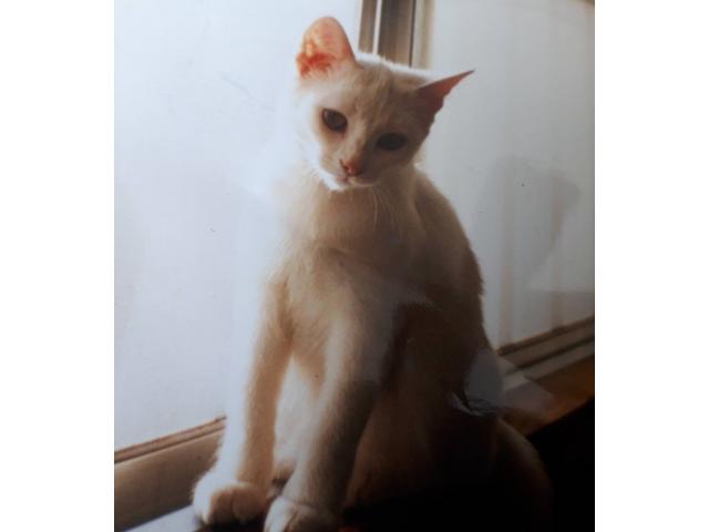 dispPetName($row['pet_name'])