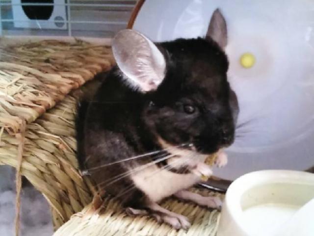 dispPetName($row['pet_name'])