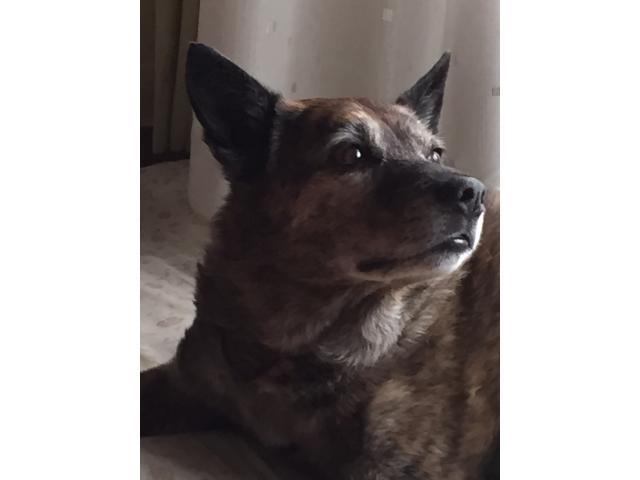 dispPetName($row['pet_name'])