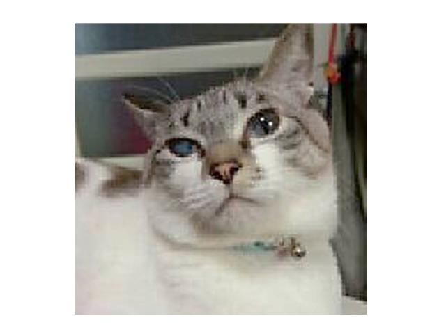 dispPetName($row['pet_name'])