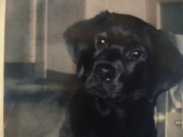 dispPetName($row['pet_name'])