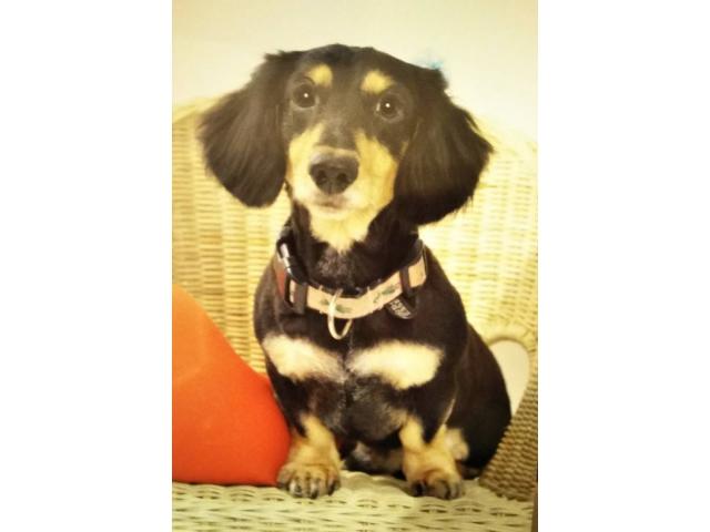 dispPetName($row['pet_name'])