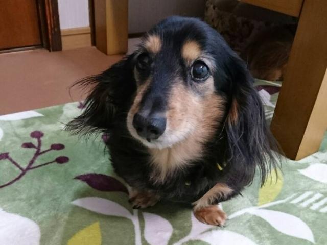 dispPetName($row['pet_name'])