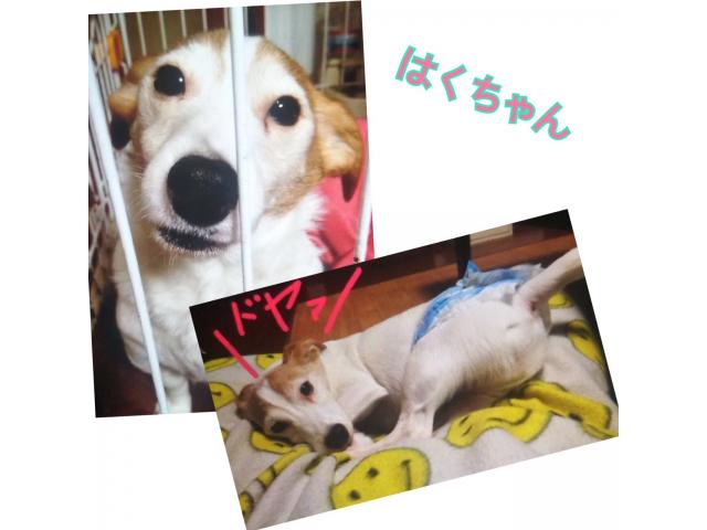 dispPetName($row['pet_name'])
