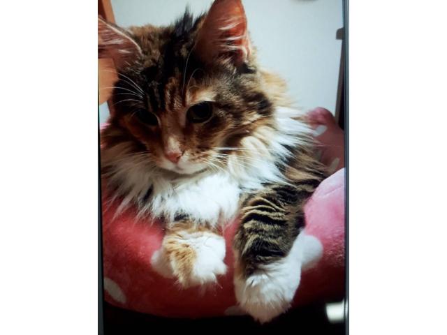 dispPetName($row['pet_name'])
