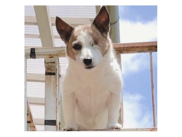 dispPetName($row['pet_name'])