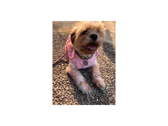 dispPetName($row['pet_name'])