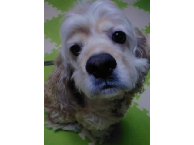 dispPetName($row['pet_name'])