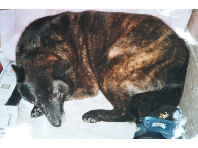 dispPetName($row['pet_name'])