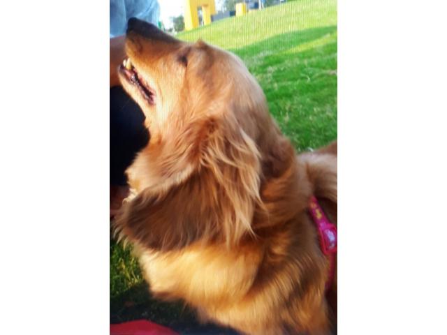 dispPetName($row['pet_name'])