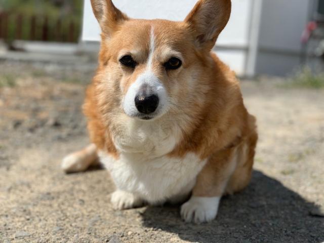 dispPetName($row['pet_name'])