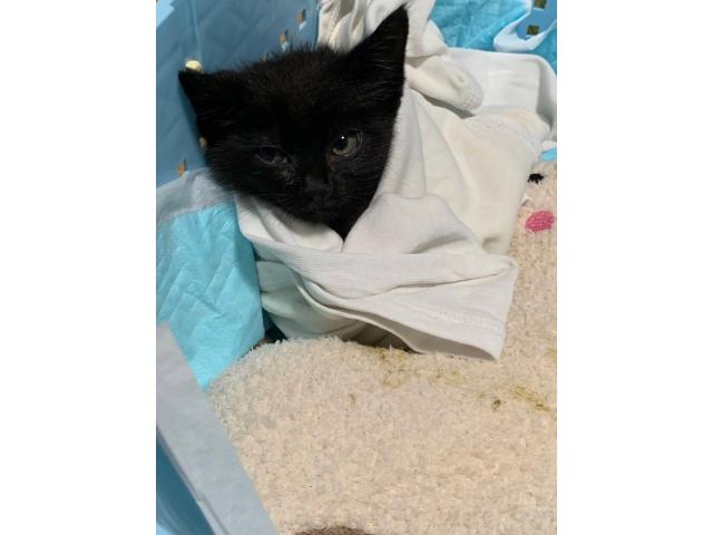 dispPetName($row['pet_name'])