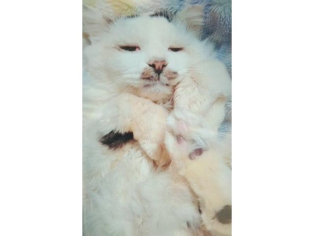 dispPetName($row['pet_name'])