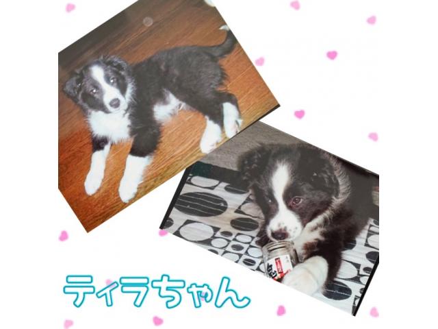 dispPetName($row['pet_name'])