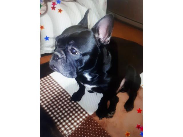 dispPetName($row['pet_name'])