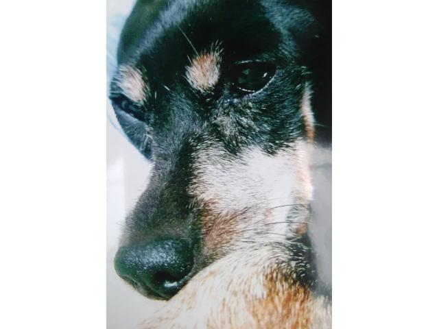 dispPetName($row['pet_name'])