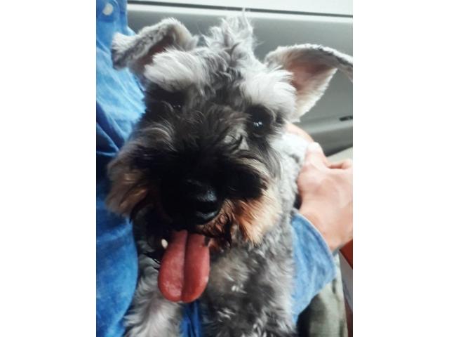 dispPetName($row['pet_name'])