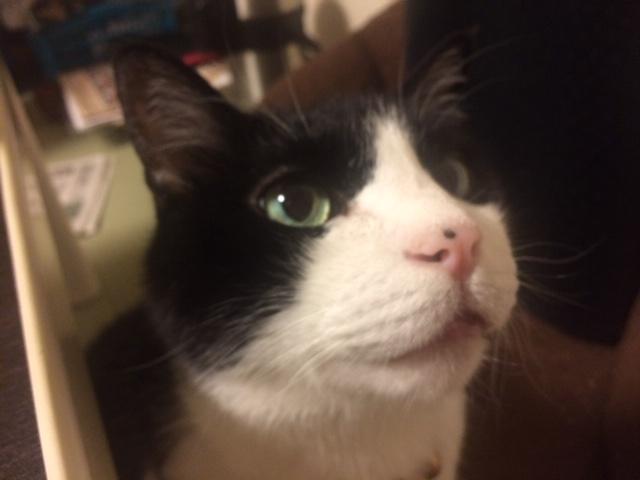 dispPetName($row['pet_name'])