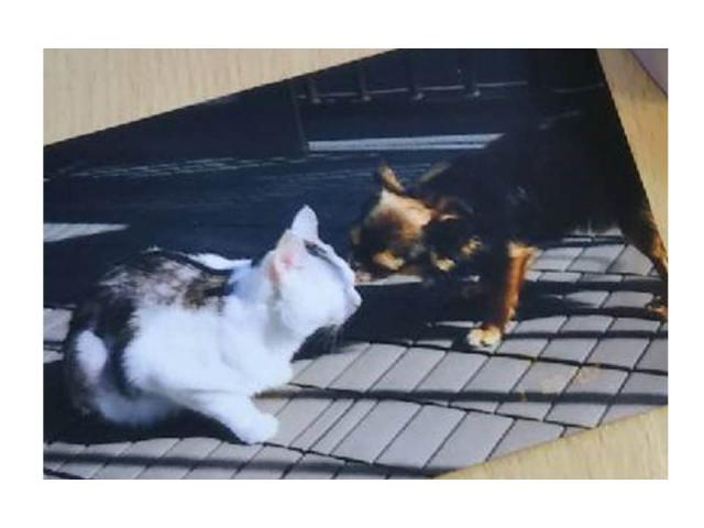 dispPetName($row['pet_name'])