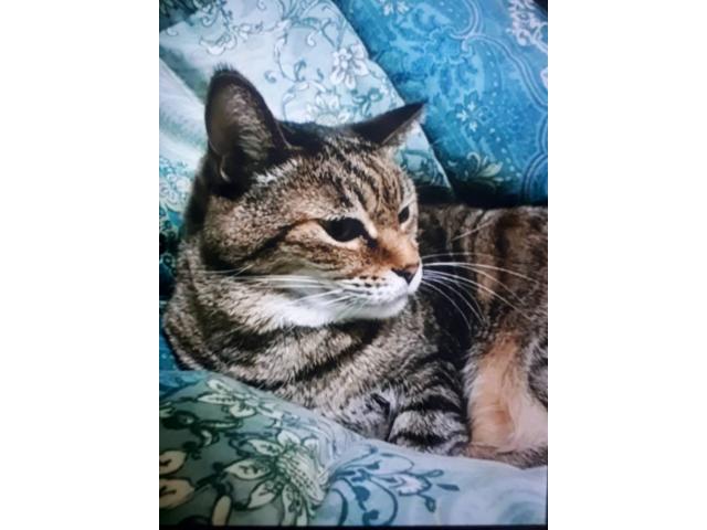 dispPetName($row['pet_name'])