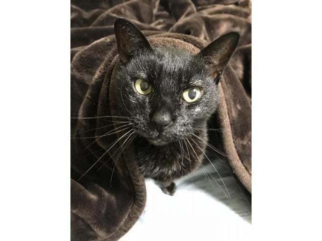 dispPetName($row['pet_name'])