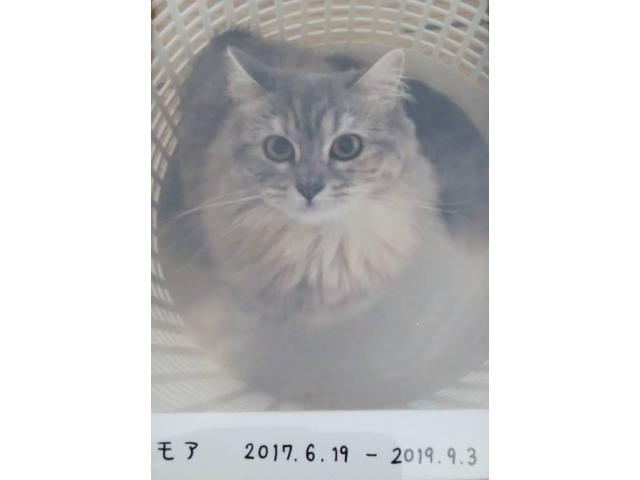 dispPetName($row['pet_name'])