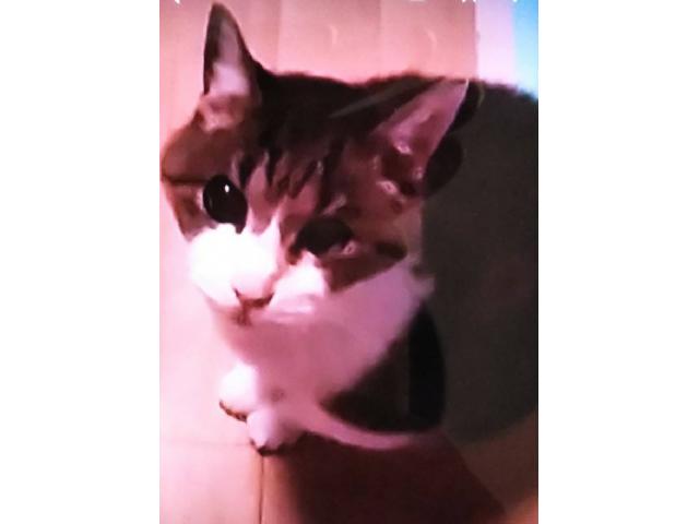 dispPetName($row['pet_name'])