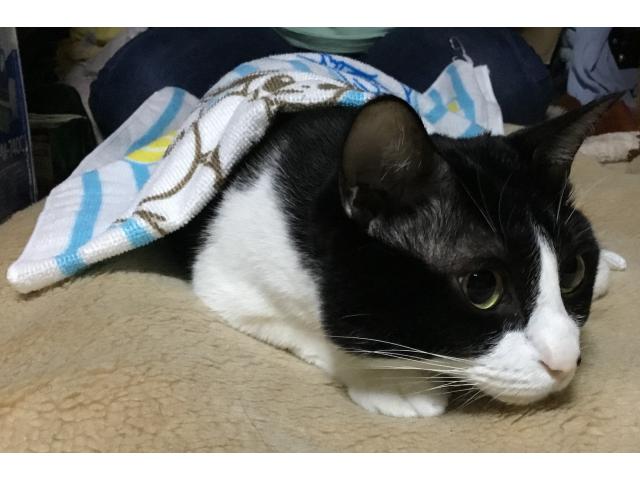 dispPetName($row['pet_name'])