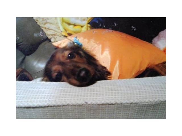dispPetName($row['pet_name'])