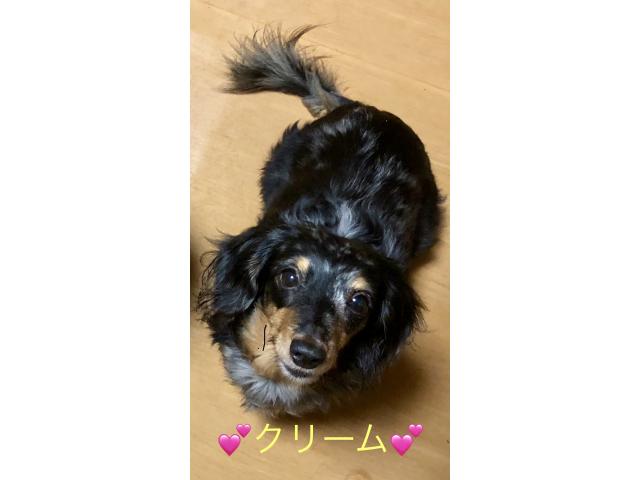 dispPetName($row['pet_name'])