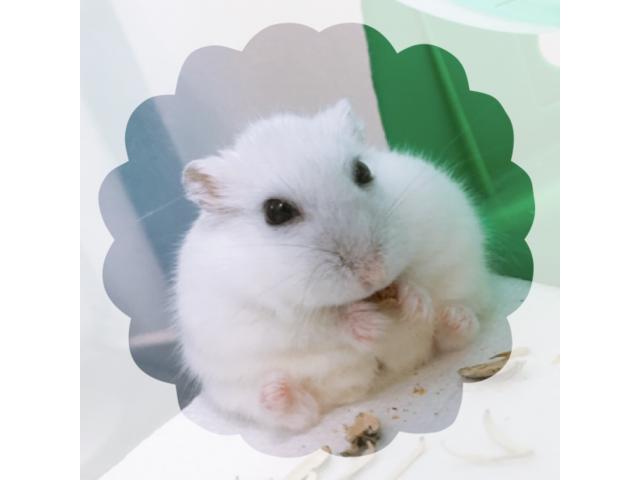 dispPetName($row['pet_name'])
