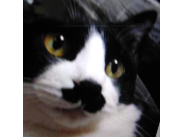 dispPetName($row['pet_name'])