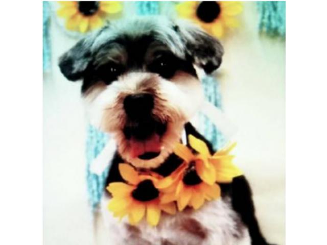 dispPetName($row['pet_name'])