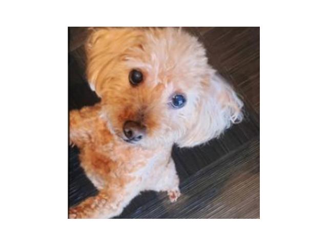 dispPetName($row['pet_name'])