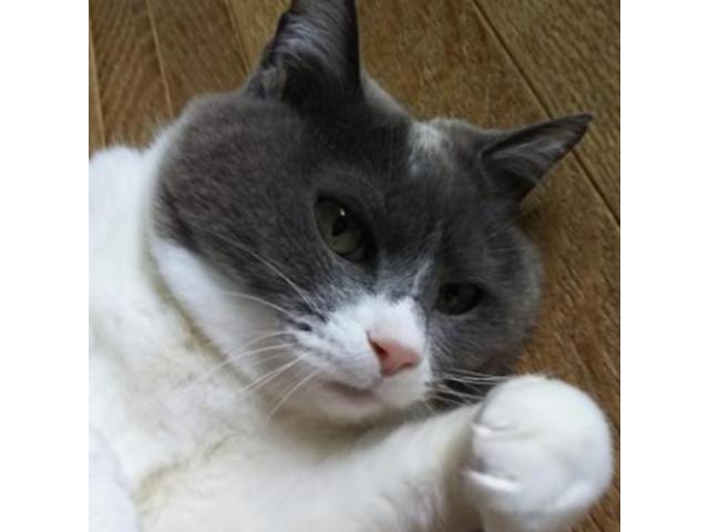 dispPetName($row['pet_name'])