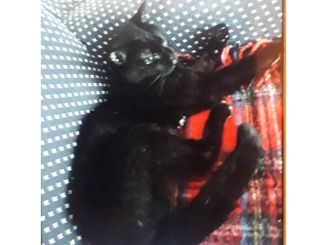 dispPetName($row['pet_name'])