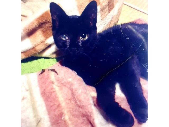dispPetName($row['pet_name'])
