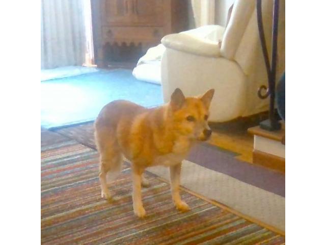 dispPetName($row['pet_name'])