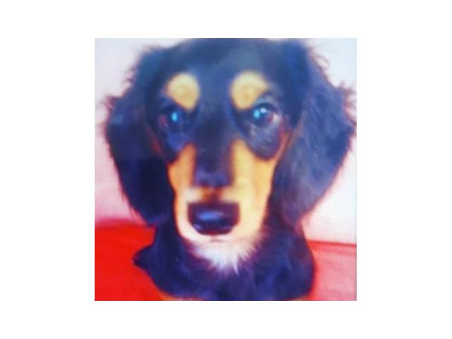 dispPetName($row['pet_name'])