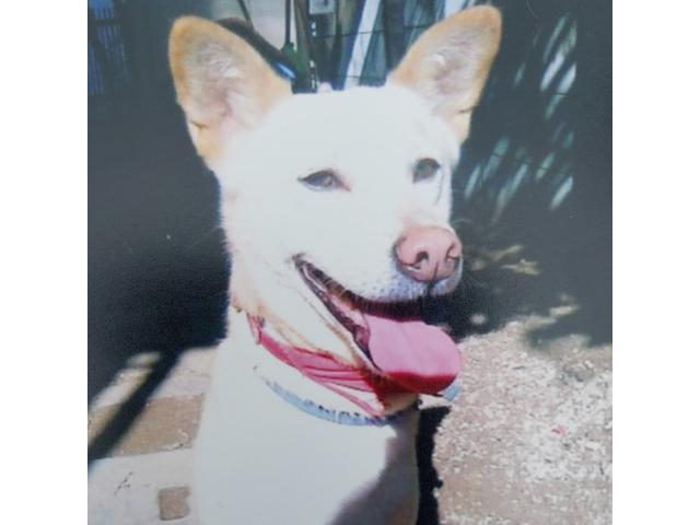 dispPetName($row['pet_name'])
