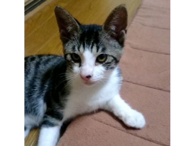 dispPetName($row['pet_name'])
