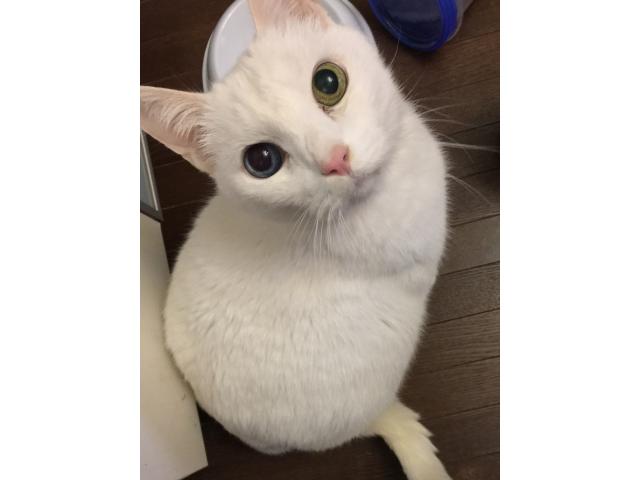 dispPetName($row['pet_name'])