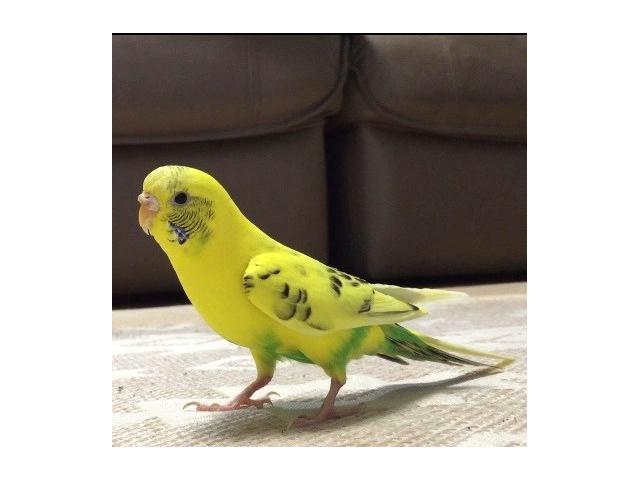 dispPetName($row['pet_name'])