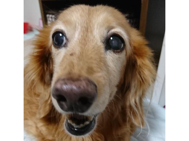 dispPetName($row['pet_name'])