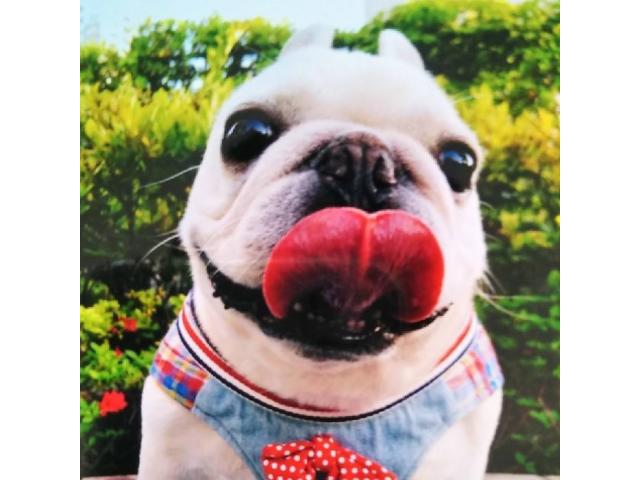 dispPetName($row['pet_name'])
